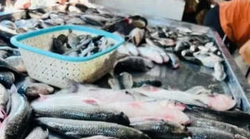 البلطي بـ50 جنيهًا.. تحديث أسعار الأسماك في أسواق كفر الشيخ اليوم السبت